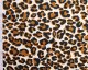 Cotton Leopard Print Cord -Natural